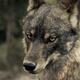 Illustration for article titled Visit Spain, See Wolves
